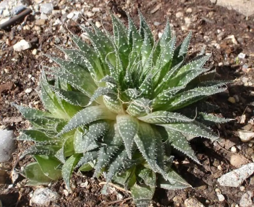 4 The distinctive patterned leaves of the lace aloe