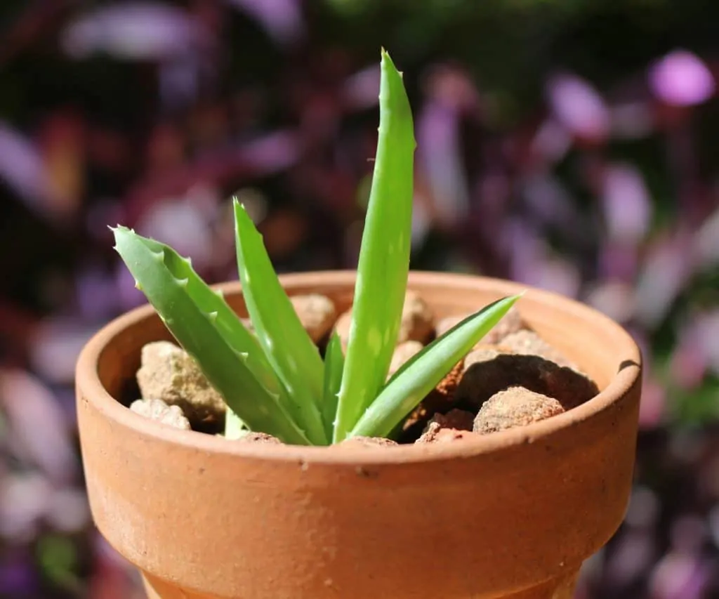 6 A terracotta pot can help to prevent overwatering