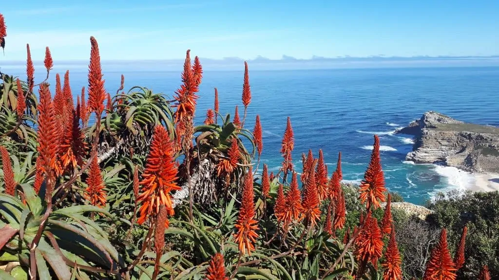 8 While flowering is rare for indoor aloe vera plants the aloe flowers are attractive stately blooms