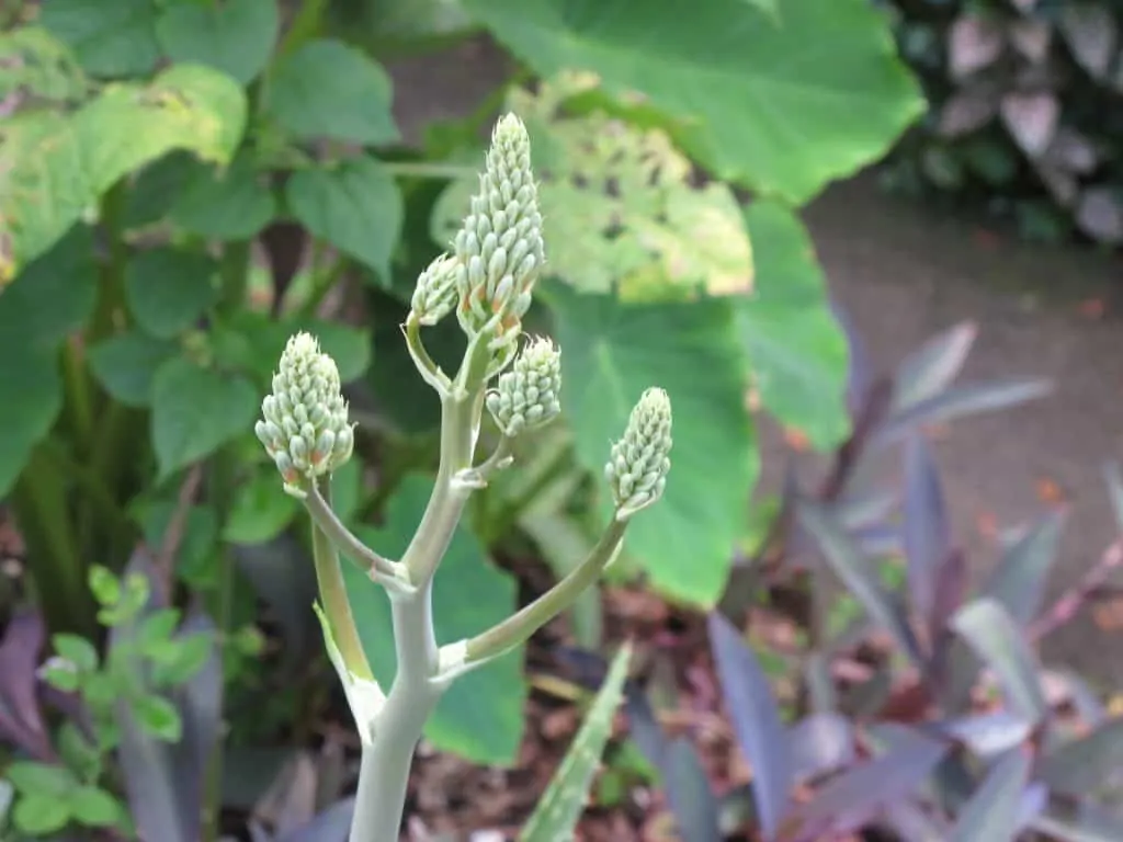 9 Seed pods forming on an aloe vera plant