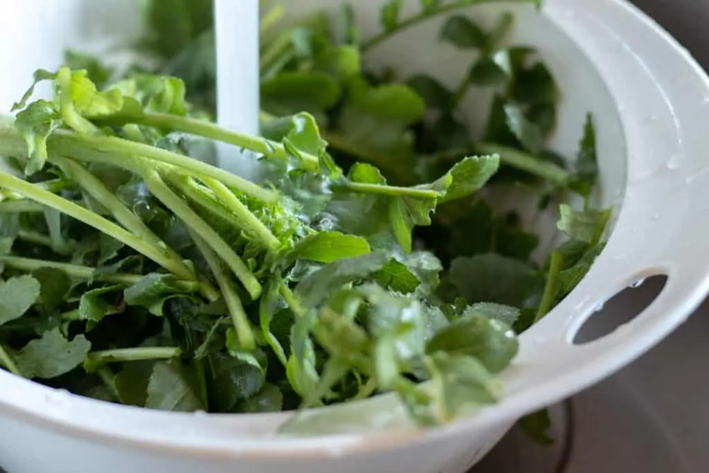Daikon Radish Greens Kimchi Step 1 wash the radish greens