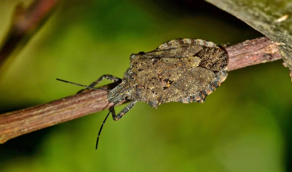 housebugs 12 stink bugs