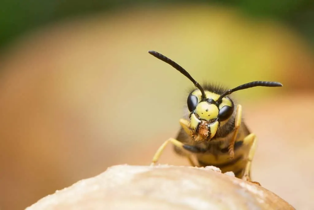 housebugs 7 wasps