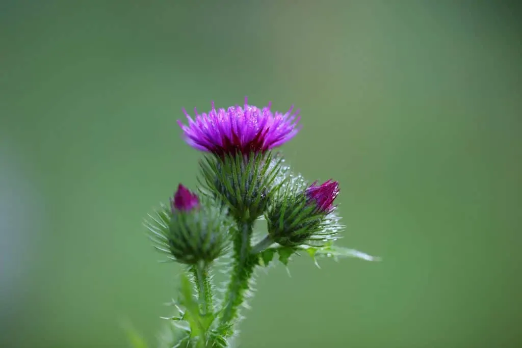 5. Milk thistle in plant form